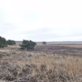 Omar avatar