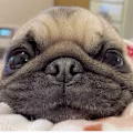 Maksim avatar