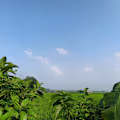 Sahariya avatar