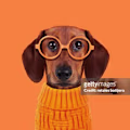 Roger avatar