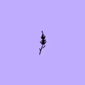 Lavenders avatar