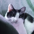 Avery avatar