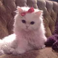 Katty avatar