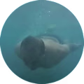 Faraz avatar