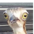 Krystilize avatar