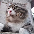 prnmai avatar