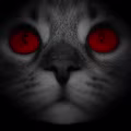 Đình Phước avatar