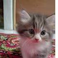 Maharani avatar