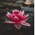 Charu avatar