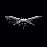 Unmoth logo