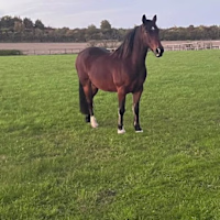 Emmanuel avatar