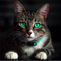 AKBAR avatar