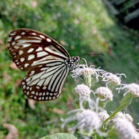 Suguna avatar