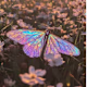 Aisha's avatar