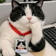 Md's avatar
