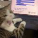 DONG's avatar