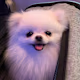 Ruoya's avatar