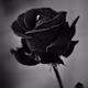 Nimal 's avatar