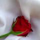 Haidar's avatar