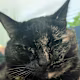 Jolene's avatar