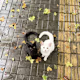 ini's avatar