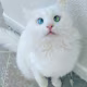 Diva's avatar