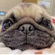 Maksim's avatar