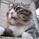 prnmai's avatar
