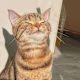 Subhasish's avatar