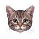 Mohamed's avatar