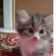 Maharani's avatar