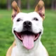 Joe Dog avatar