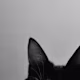 lea's avatar