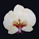 Fatima's avatar