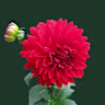 shafaq irfan