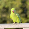 Momina Shakeel's avatar