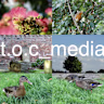 TOC  MEDIA