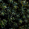 Lenosca Mascarenhas