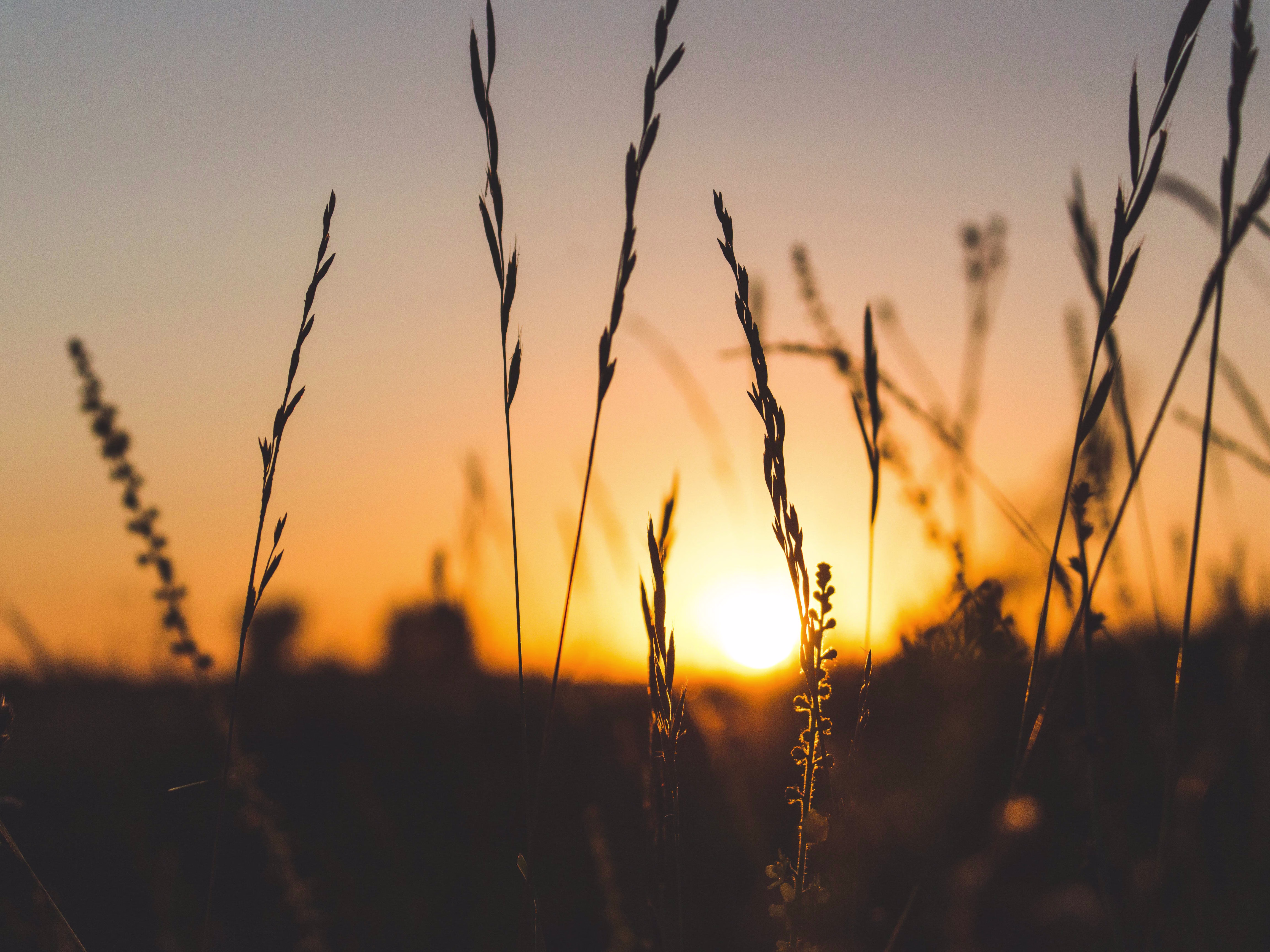 Placeholder project card media