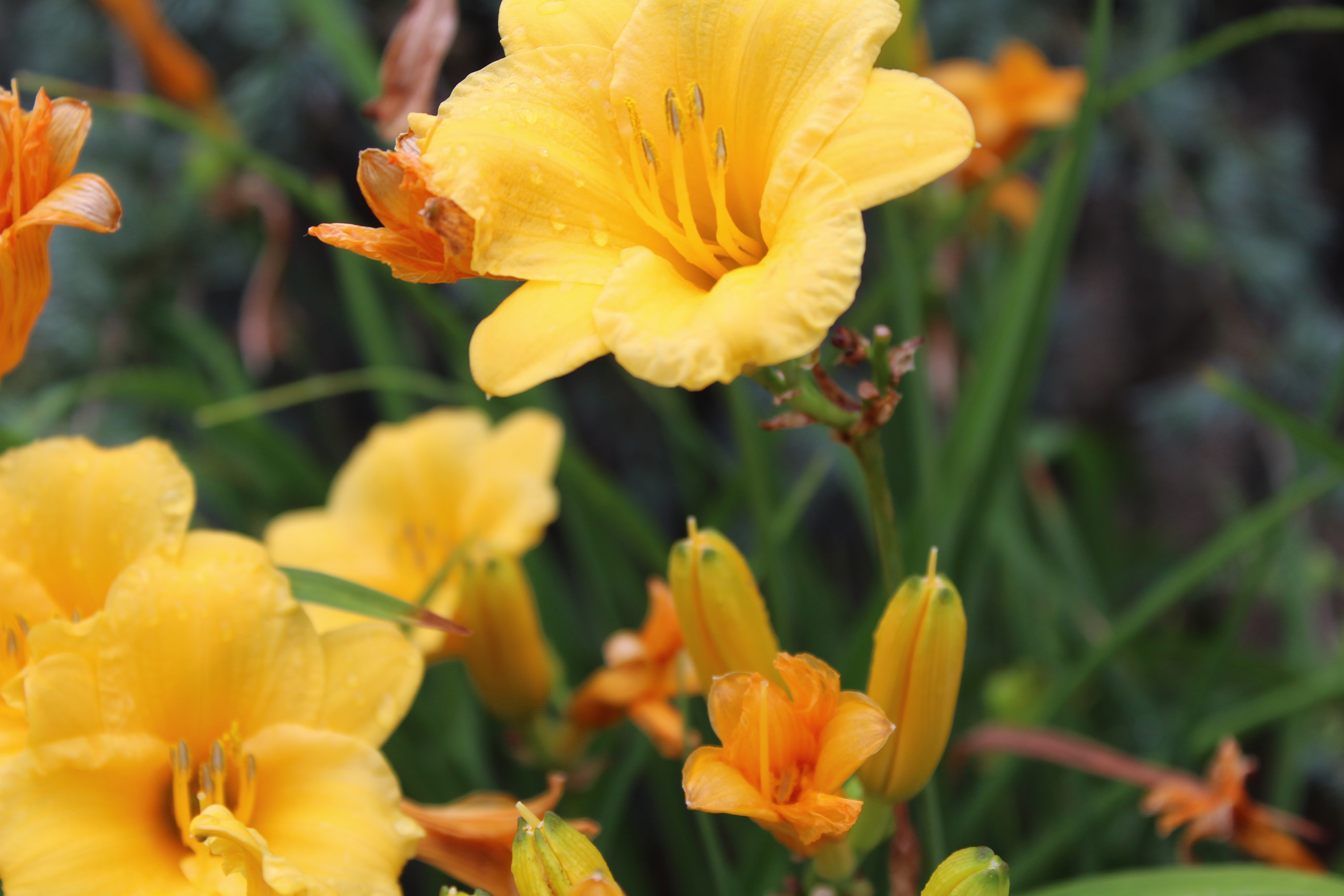 Placeholder project card media