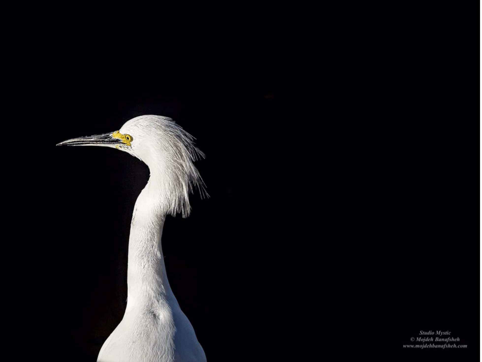 Placeholder project card media