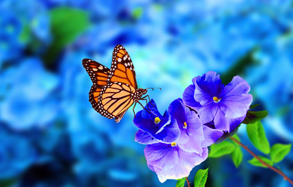 Placeholder project card media