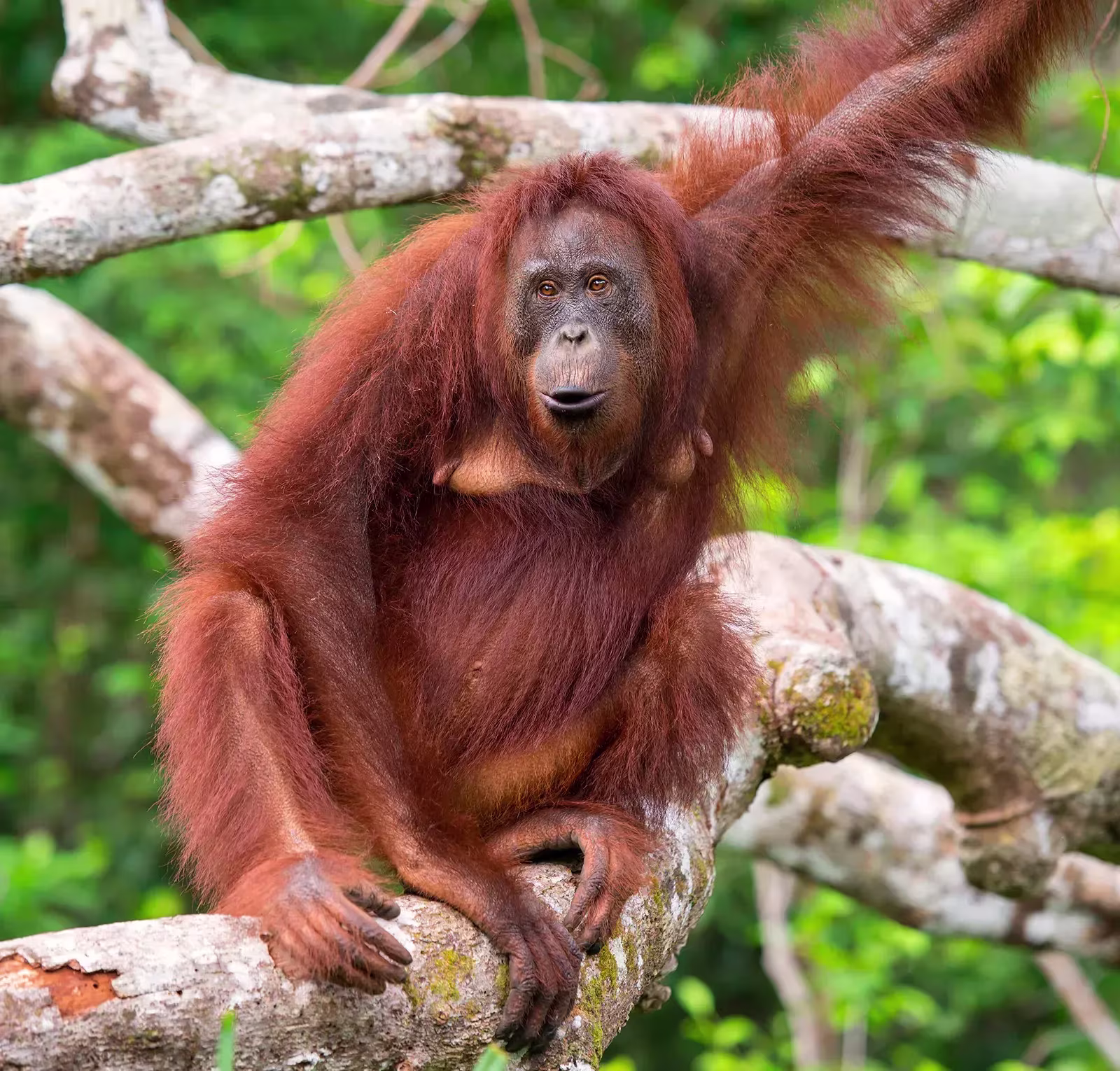 Placeholder project card media