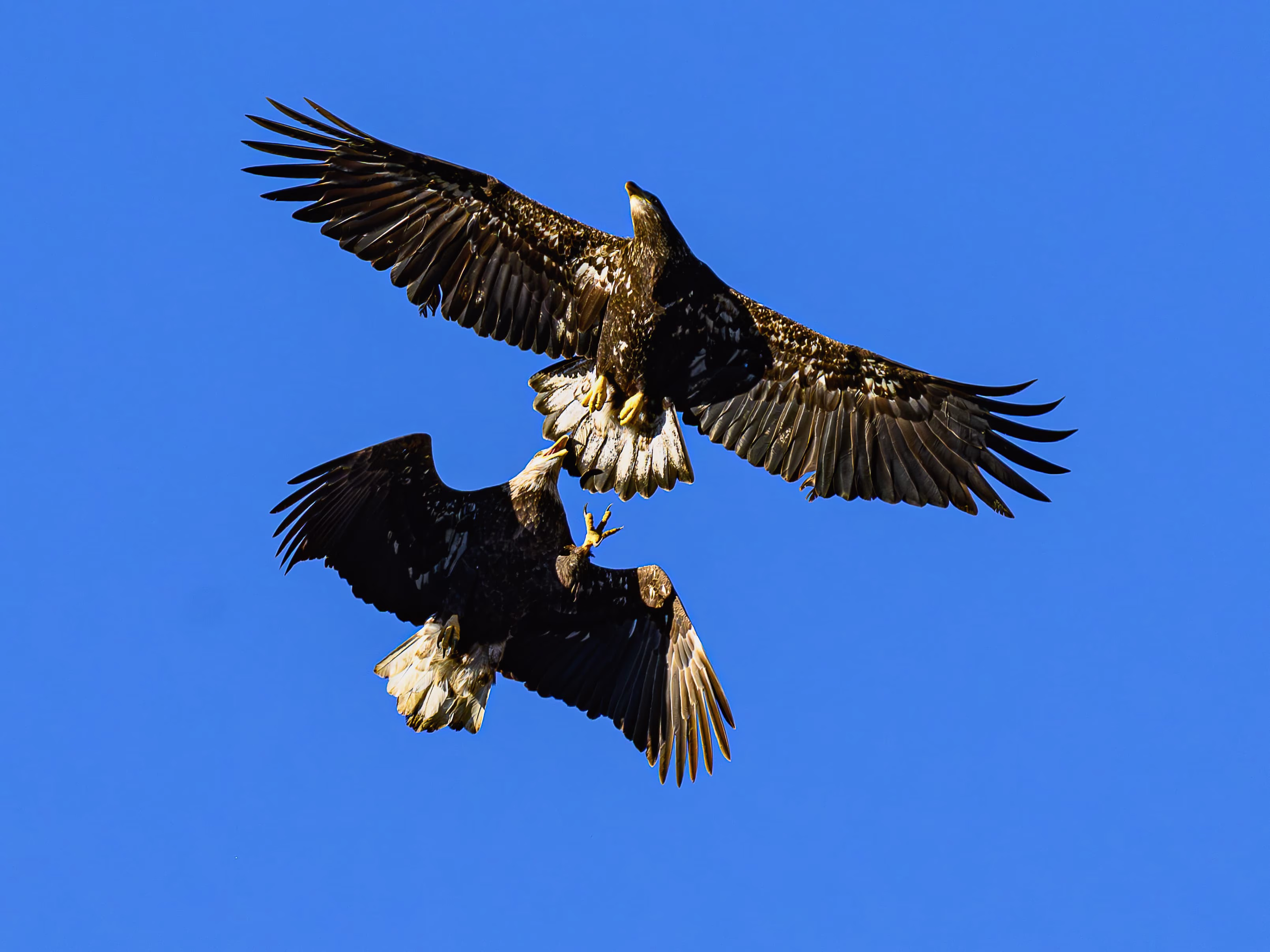 Placeholder project card media