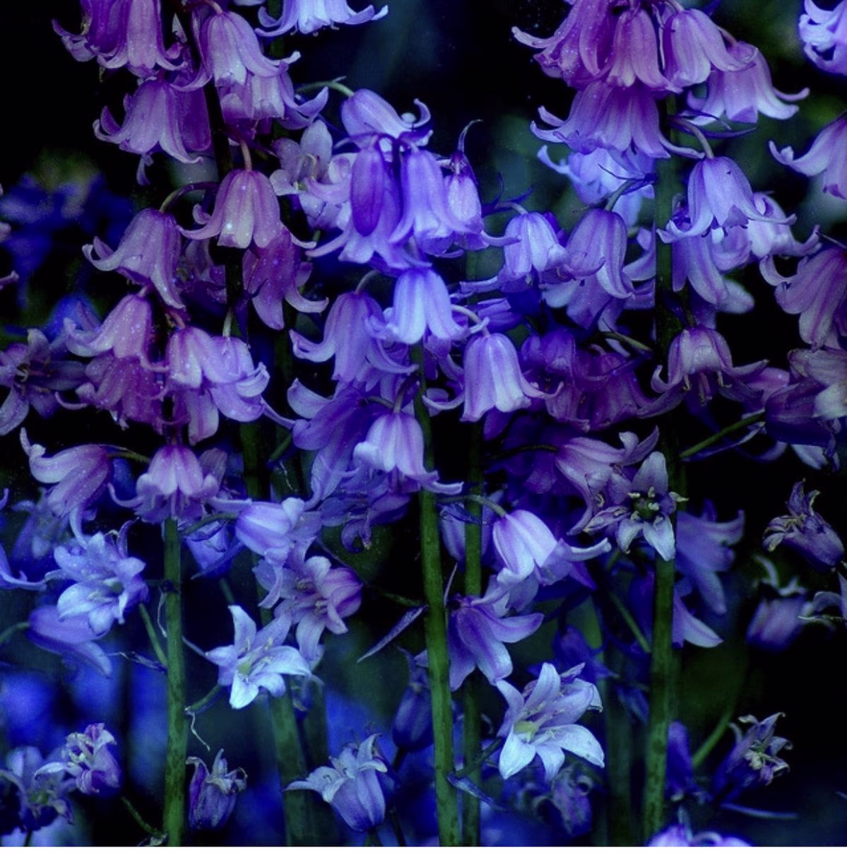 Placeholder project card media