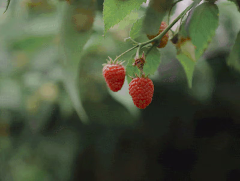 Cover image for Corporate Project | Natures Choice Produce