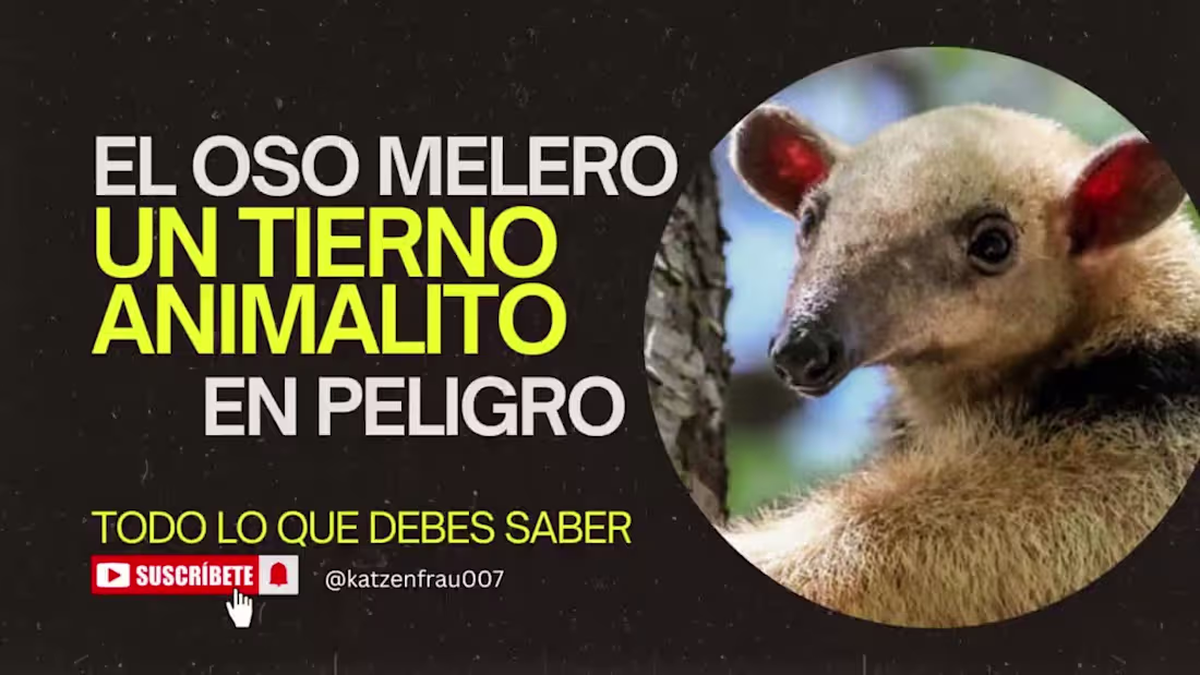 Cover image for Para Gente Ocupada - EL OSO MELERO o Tamandúa: un tierno animal…