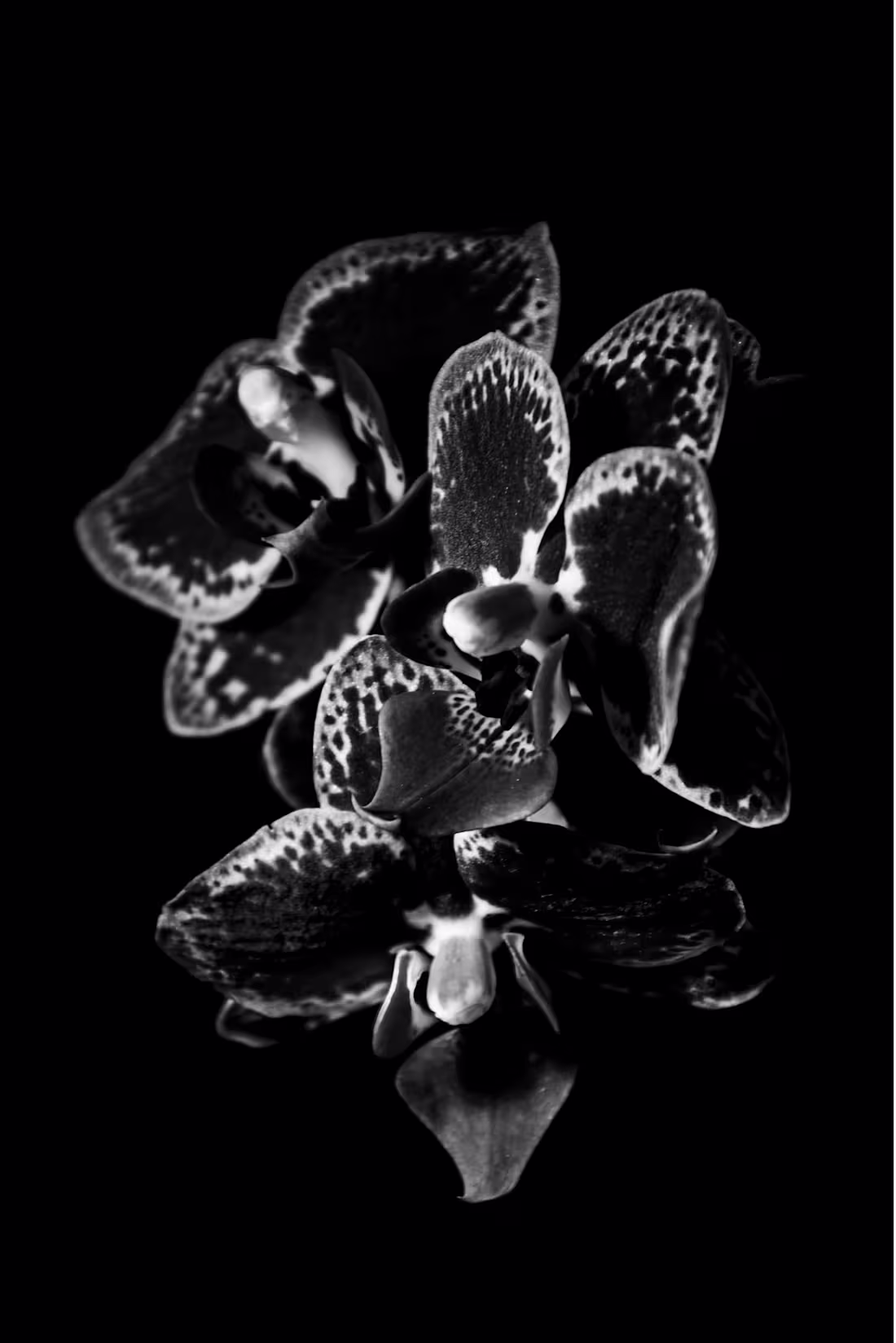 Cover image for Orchids B&W