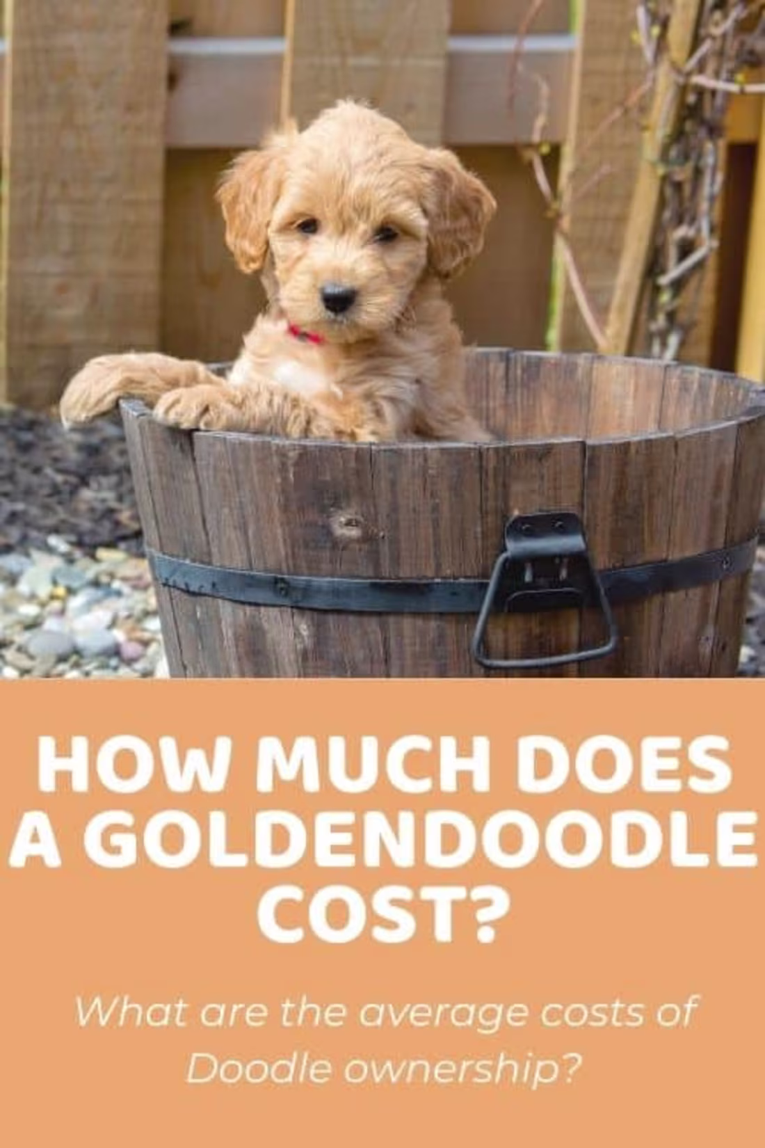 Cover image for How Much Does A Goldendoodle Cost? Pricing Factors and Ongoing …