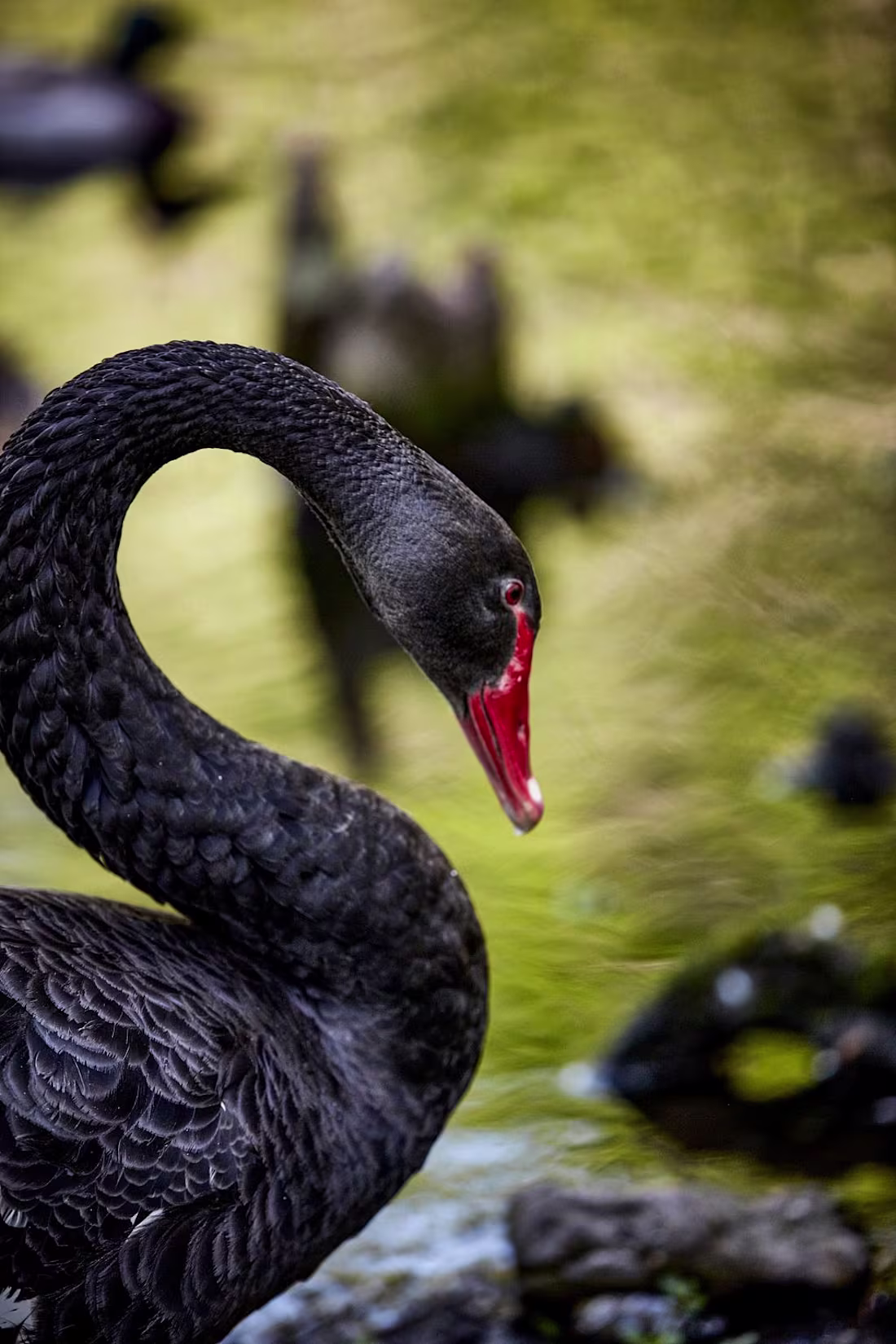 Cover image for Black swans